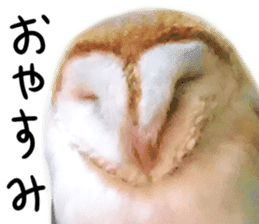 barn owl,lulu,belle,sue sticker #14259935