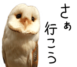 barn owl,lulu,belle,sue sticker #14259937
