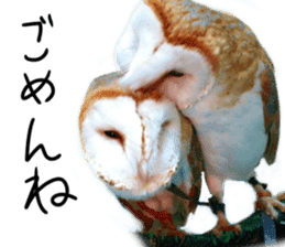 barn owl,lulu,belle,sue sticker #14259940