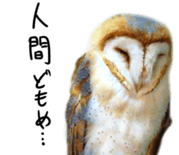 barn owl,lulu,belle,sue sticker #14259941