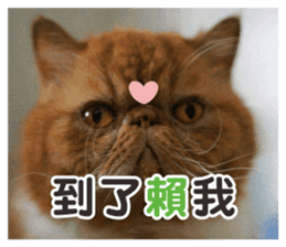 FangFang with J and Cats Daily sticker #14260103