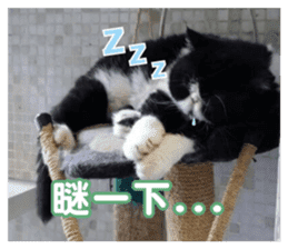 FangFang with J and Cats Daily sticker #14260104