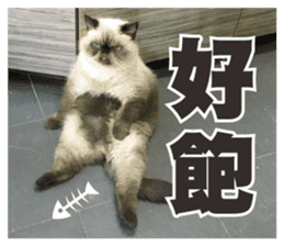 FangFang with J and Cats Daily sticker #14260105