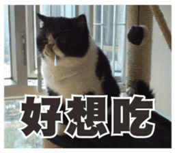 FangFang with J and Cats Daily sticker #14260106