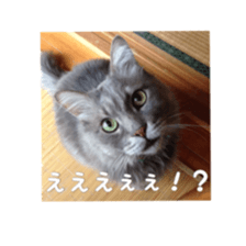 my cat Shizumi part3 sticker #14260110