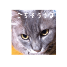 my cat Shizumi part3 sticker #14260111