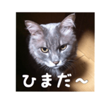 my cat Shizumi part3 sticker #14260112