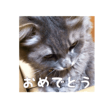 my cat Shizumi part3 sticker #14260113