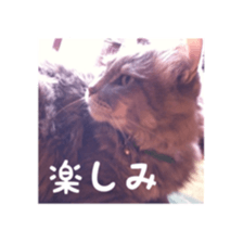my cat Shizumi part3 sticker #14260114