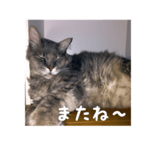 my cat Shizumi part3 sticker #14260115