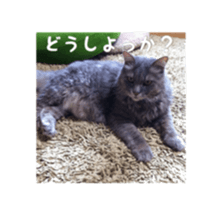 my cat Shizumi part3 sticker #14260116