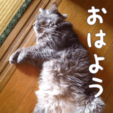 my cat Shizumi part3 sticker #14260117