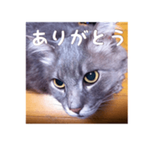 my cat Shizumi part3 sticker #14260119