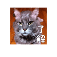 my cat Shizumi part3 sticker #14260120
