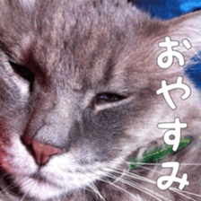 my cat Shizumi part3 sticker #14260121