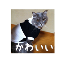 my cat Shizumi part3 sticker #14260122