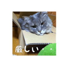my cat Shizumi part3 sticker #14260123