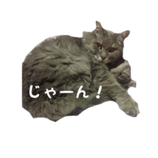 my cat Shizumi part3 sticker #14260124