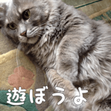 my cat Shizumi part3 sticker #14260125