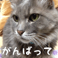 my cat Shizumi part3 sticker #14260126