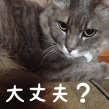 my cat Shizumi part3 sticker #14260127