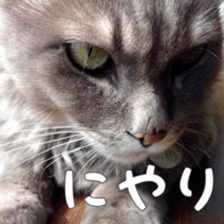 my cat Shizumi part3 sticker #14260128