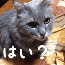 my cat Shizumi part3 sticker #14260129