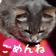 my cat Shizumi part3 sticker #14260130