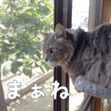 my cat Shizumi part3 sticker #14260131