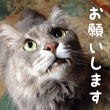 my cat Shizumi part3 sticker #14260133