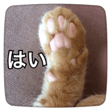 katsura cat sticker #14260224