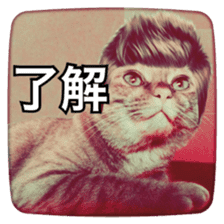 katsura cat sticker #14260225