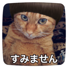 katsura cat sticker #14260226