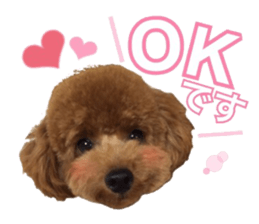 Toypoodle~coto~ little bit English sticker #14261078