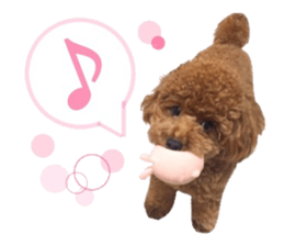 Toypoodle~coto~ little bit English sticker #14261079