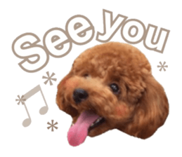 Toypoodle~coto~ little bit English sticker #14261080