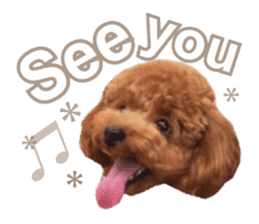 Toypoodle~coto~ little bit English sticker #14261080