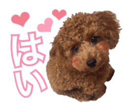 Toypoodle~coto~ little bit English sticker #14261081