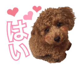Toypoodle~coto~ little bit English sticker #14261081