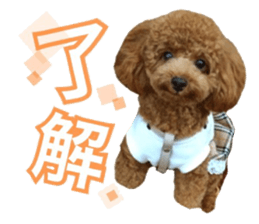 Toypoodle~coto~ little bit English sticker #14261082