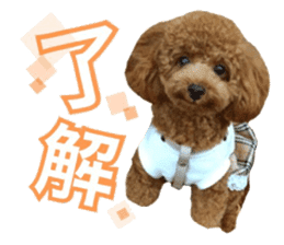 Toypoodle~coto~ little bit English sticker #14261082