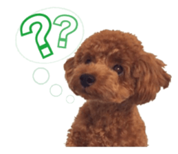 Toypoodle~coto~ little bit English sticker #14261083
