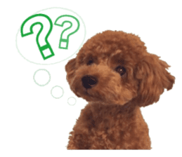 Toypoodle~coto~ little bit English sticker #14261083