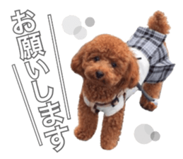 Toypoodle~coto~ little bit English sticker #14261084