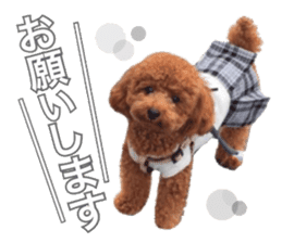 Toypoodle~coto~ little bit English sticker #14261084