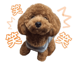 Toypoodle~coto~ little bit English sticker #14261085