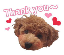 Toypoodle~coto~ little bit English sticker #14261086
