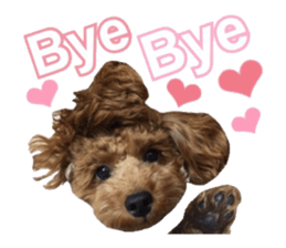 Toypoodle~coto~ little bit English sticker #14261087