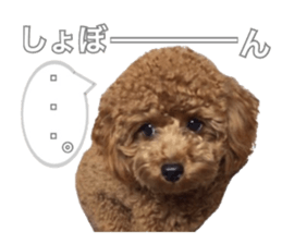 Toypoodle~coto~ little bit English sticker #14261088