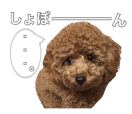 Toypoodle~coto~ little bit English sticker #14261088